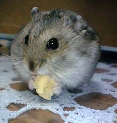 あげないですぞ