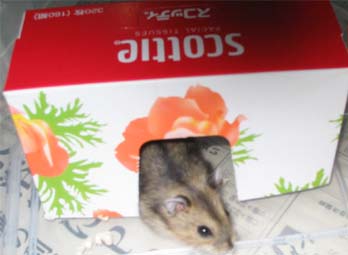 ティッシュハウスでした･･･