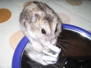 かがみ