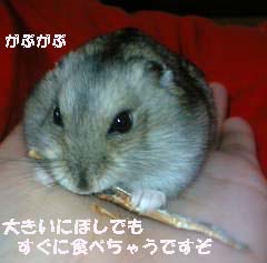 がぶがぶ~