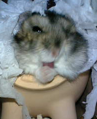 ふぁっはっはは～