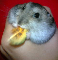 落ち着くですぞ～