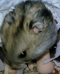 もう家出するです！！