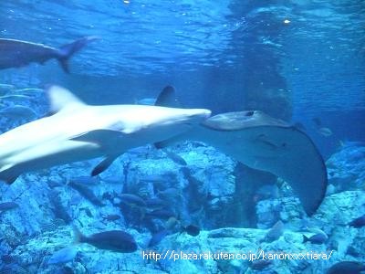 水族館