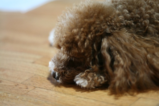 眠たいよね？カレン