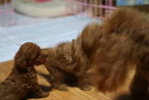 リノがカレンにガウガウ