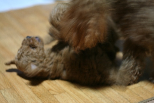 やられるリノ？