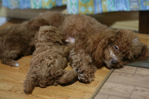 歯が生えて痛いのに我慢するカレン