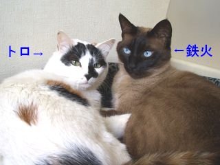 鉄火・トロ