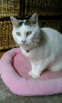 cat128s.JPG