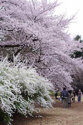 見事な桜です。