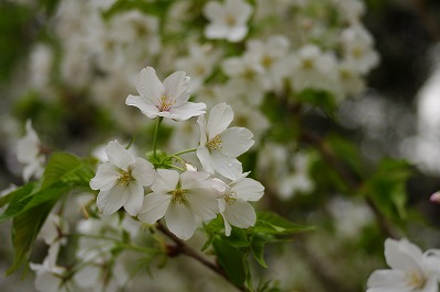 葉桜