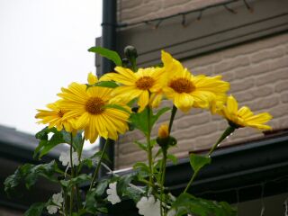 ガリバーの花
