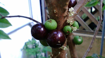 ジャボチカバの幼果