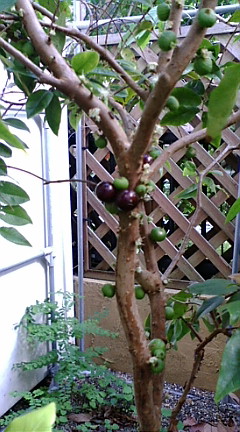 ジャボチカバの幼果