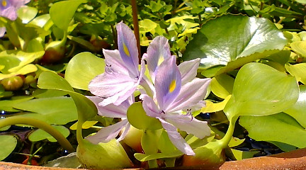 ホテイアオイの花