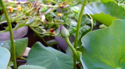 茶碗蓮のツボミ