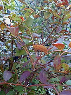 ブルーベリー紅葉