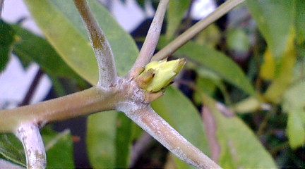 ゴールデンマンゴーの花芽