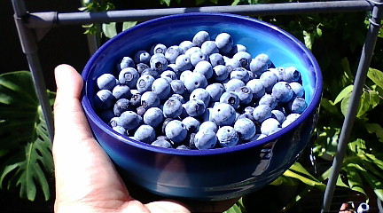 ブルーベリー