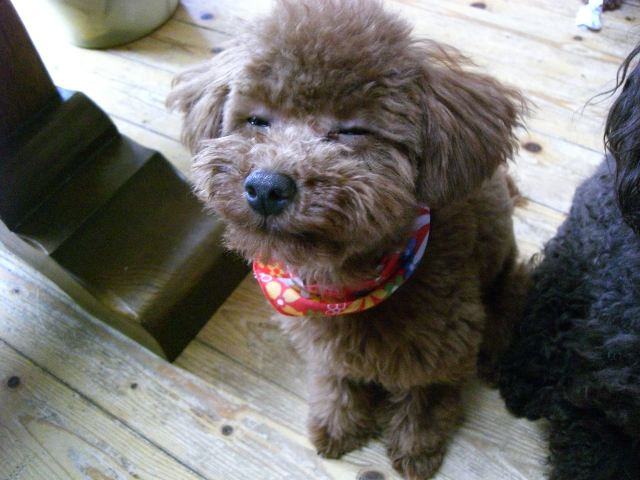 画像ちょも 200.jpg