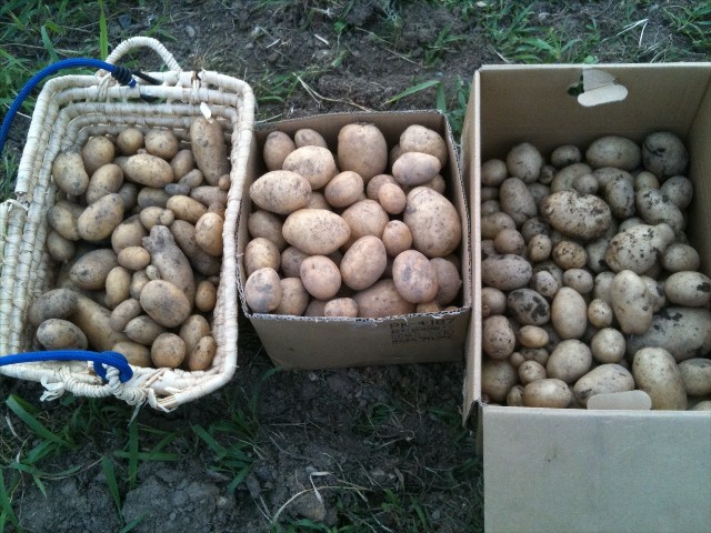 110630ジャガイモ収穫3種類。左からコロール、チェルシー、十勝コガネ.jpg