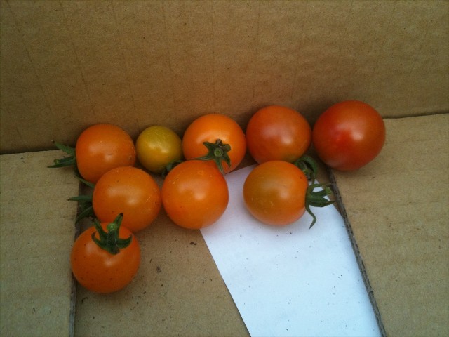 110630ミニトマト。黄色いタイプ、収穫！今年初収穫。赤いやつはもう少し。.jpg