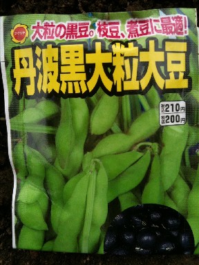 110531エダマメ品種は、丹波黒大粒大豆