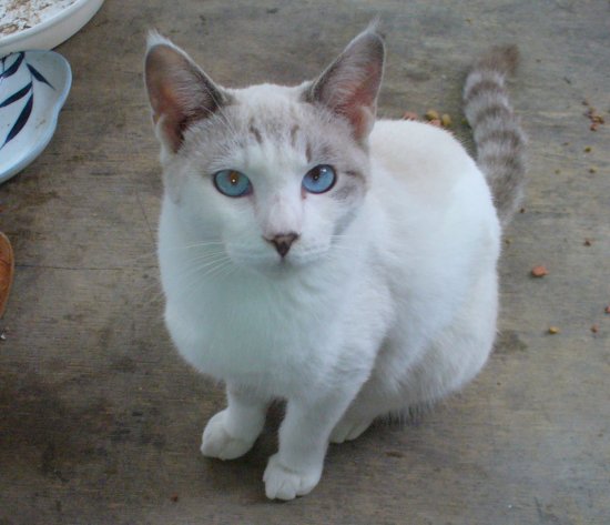 シロチビクフ王