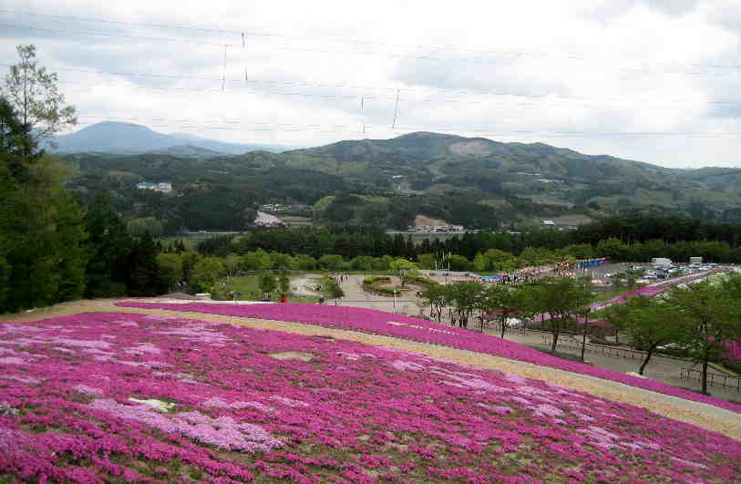 ジュピアランド平田のちょっと早い芝桜