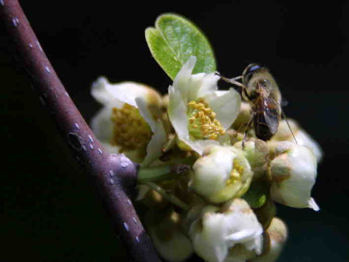 キウイの花粉集めに夢中の蜂