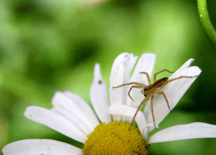 今は　花に虫がやってくるのよねぇ