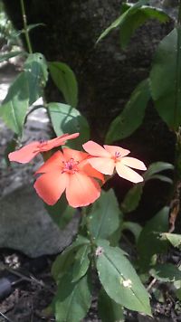 20090830a.jpg