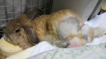 20101013liry2.jpg