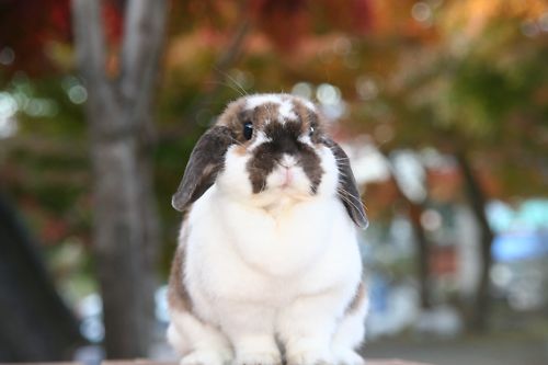 20111103tama.jpg