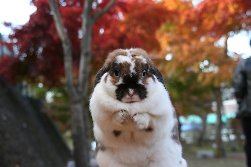 20111103tama3.jpg