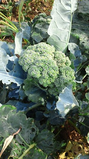 20110808a.jpg