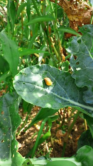 20110808b.jpg