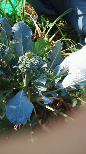 20110808c.jpg