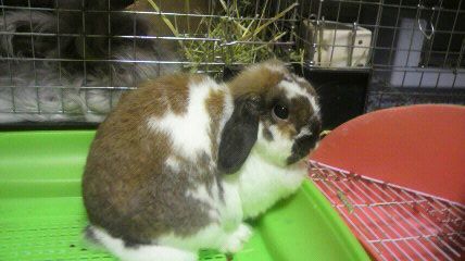 20101027tama.jpg