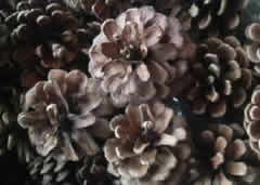2007.7.10c.jpg
