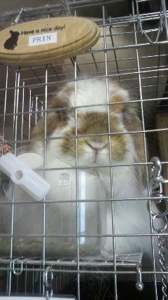 20100818purin.jpg