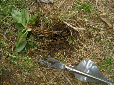 草を抜いた後の状態