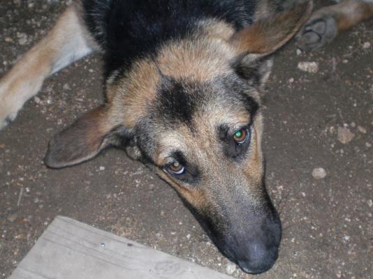 ふてくされ犬 ツェレ ジーク ツェット 楽天ブログ