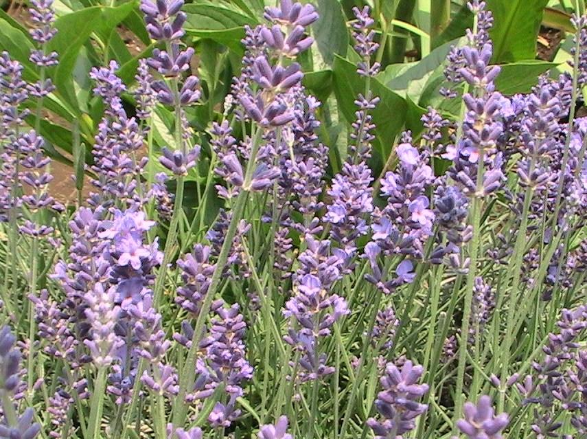 今を生きる.......道すがら日記