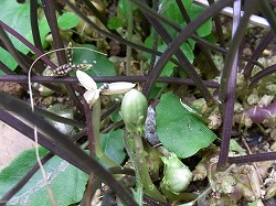 スミレの閉鎖花 ちっちゃな世界 楽天ブログ