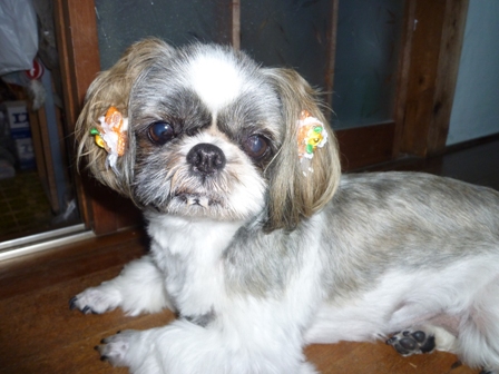 わたしのブログ