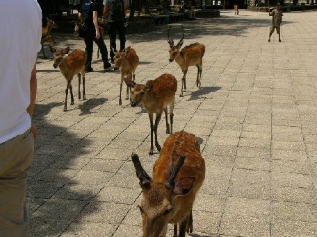 宮島の鹿