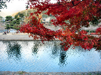 宇治川にかかる紅葉