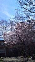 桜2011.jpg